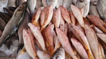 أسعار البلطى اليوم الأربعاء 3-12-2025 في القليوبية